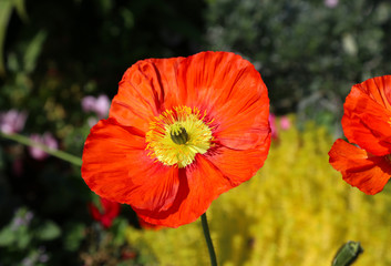 Beautiful red poppy