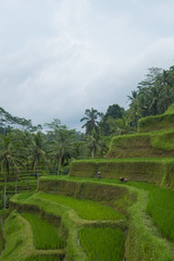 Fototapeta na wymiar Rice filed and rice terrace on Bali, Indonesia
