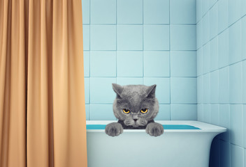 cute wet cat in the bath - 143010030