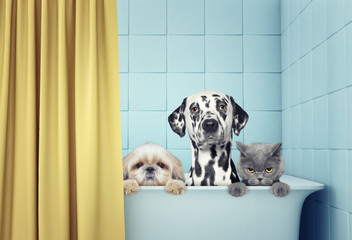two dogs and cat in the bath - obrazy, fototapety, plakaty