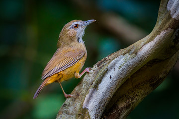 Abbott's Babbler (Malacocincla abbotti) in real nature 