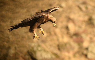 Fototapeta premium Vuelo del aguila real