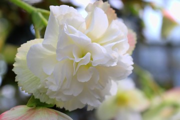 色鮮やかなベゴニア