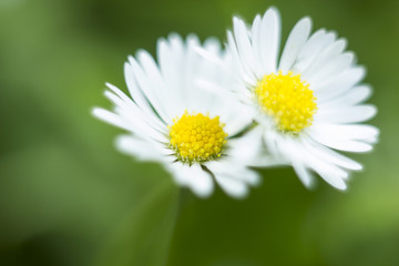Pair of small white field flower Bellis perennis. Daisy flowers selective focus © dmf87