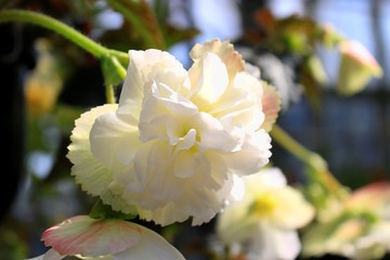 色鮮やかなベゴニア