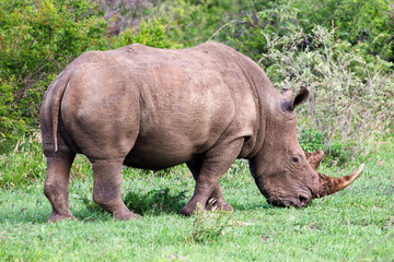 Obraz premium White Rhinoceros aka Square-lipped Rhionceros