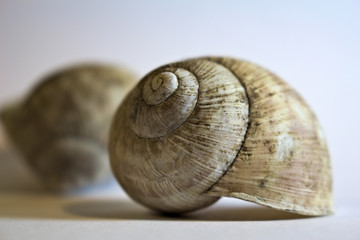 Muszla
