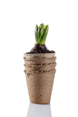 Hyacinth flower seedling in peat pot isolated on white.