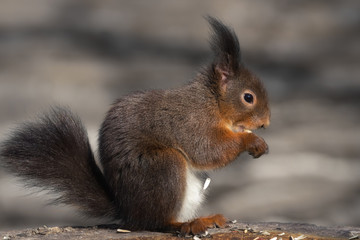 Naklejka na ściany i meble Eurasian red squirrel (brown colour variety) eating a peanut