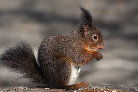 Eurasian red squirrel (brown colour variety) eating a peanut © rhoenes