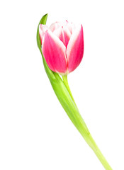 Pink tulip with leave