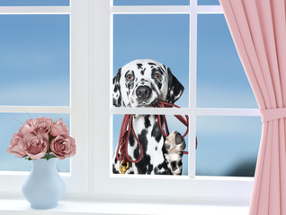 Dog with leash looking through the window