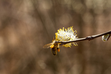 The bee collects pollen on the flowering tree. Bee on catkins. Yellow pollen on twigs and on bee. © Szymon Kaczmarczyk