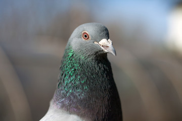 Portrait of a pigeon made close up.