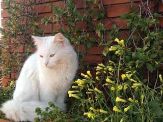 white cat and yellow flowers