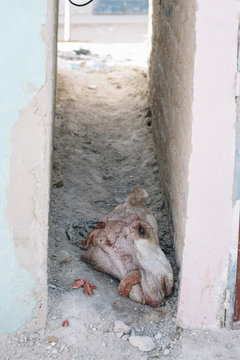 The head of dead animal