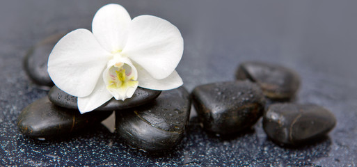 Orchidée blanche unique et pierres noires se bouchent.