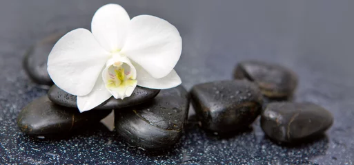 Poster Orchidée Orchidée blanche unique et pierres noires se bouchent.
