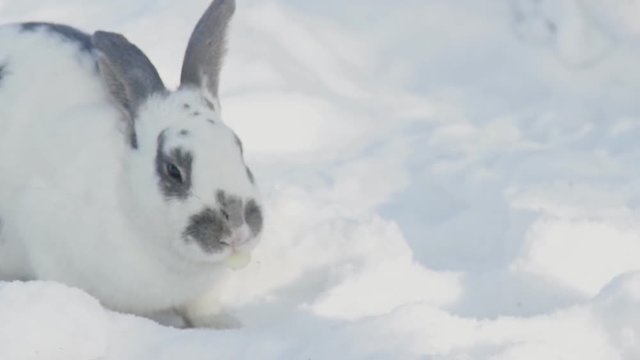 Large fluffy rabbit eats cabbage leaf spots on the white snow. In the mouth of a large rodent sheet slowly disappears. An animal with a long protruding ears sitting in the snow in the winter forest