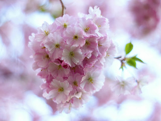 Fototapeta premium pink sakura flowers in the park