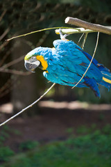 Parrot portrait of bird. Wildlife scene from tropic nature.