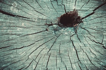 Old tree stump texture background. Macro shot.