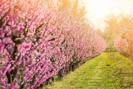 Beautiful orchard with fruit trees in spring blossom