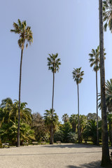 Fototapeta na wymiar circle of tall palm trees, Sanremo, Italy