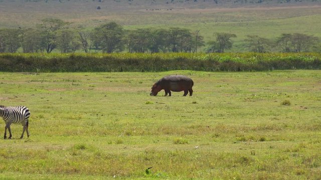 Бегемот и зебры в кратере Нгоронгоро. Увлекательное сафари - путешествие по африканской саванне. Танзания.