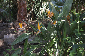 Strelitzia reginae (Bird of paradise) orange flowers.