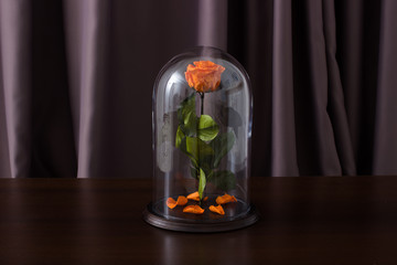 Beautiful rose under glass bulb