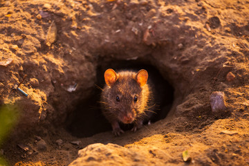 Rats
