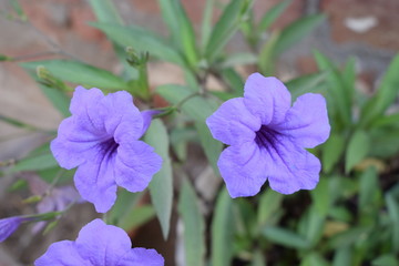 beautiful purple flower in park