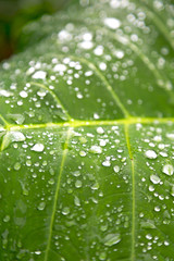 some drops in a leaf after the  rain