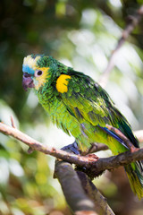 Parrot portrait of bird. Wildlife scene from tropic nature.