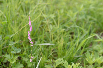 Spiranthes sinensis - It is called 