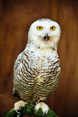 Fototapeta premium Snowy Owl - Bubo scandiacus : Closeup