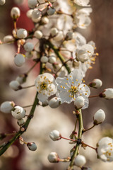 White flowers
