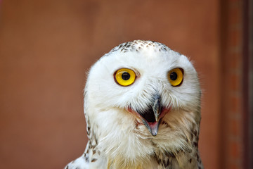 Snowy Owl : Closeup