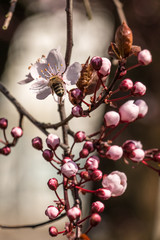 White flowers and a bee