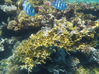 mondo sommerso © paolo