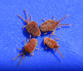 Arthropod mites on a blue background. Close up macro Red velvet