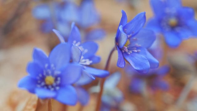 The first spring flowers in the wild forest
