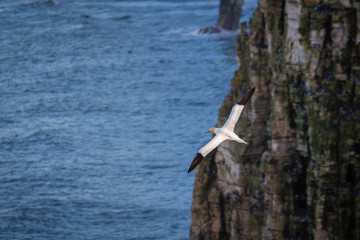 Obraz premium Flying Gannet near cliff face / Bempton Cliffs just north of Flamborough Head, on the North Yorkshire coastline, is home to many seabirds