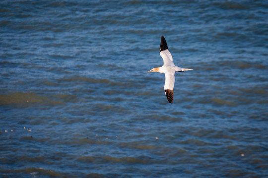 Flying Gannet above the sea / Bempton Cliffs just north of Flamborough Head, on the North Yorkshire coastline, is home to many seabirds