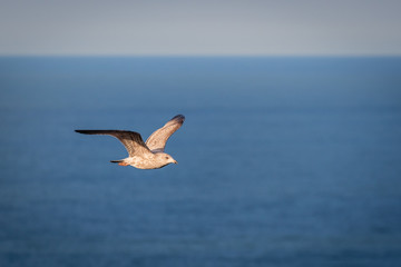 Naklejka premium Juvenile Herring Gull in Flight / Bempton Cliffs just north of Flamborough Head, on the North Yorkshire coastline, is home to many seabirds