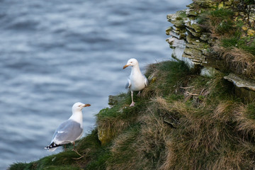 Herring Gull Pair / Bempton Cliffs just north of Flamborough Head, on the North Yorkshire coastline, is home to many seabirds