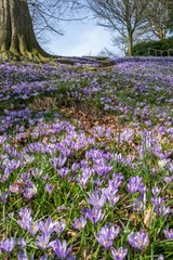 blooming crocus meadow on a hill in Flensburg