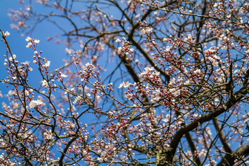 Obraz premium close-up of cherry blossom tree against blue sky