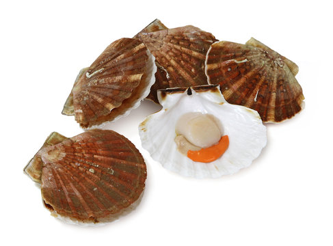 Coquilles Saint-Jacques